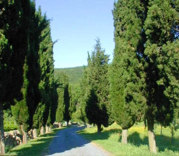 סן ג'ימיניאנו Agriturismo Natura E Salute מראה חיצוני תמונה
